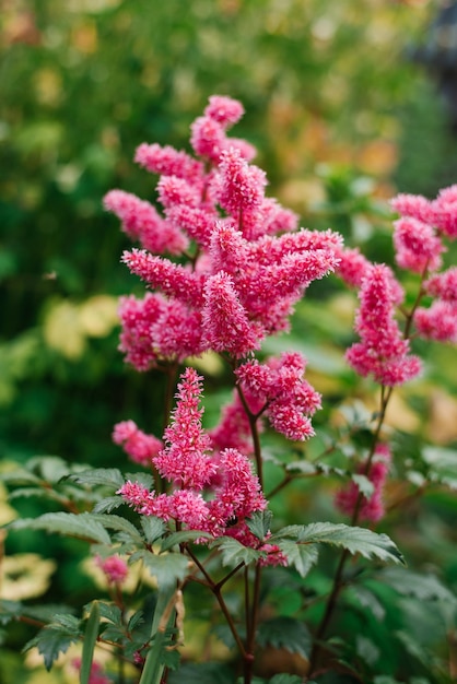 Fleurs roses d'astilbe bremen japonais dans le jardin en été