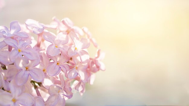 fleurs roses au printemps