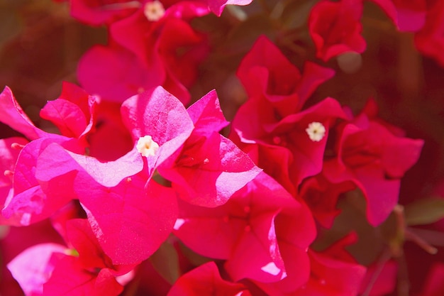 Fleurs roses au soleil dans le jardin. La tendresse des fleurs printanières. Fleurs rose vif. contraste de couleur rose.