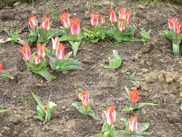 Des fleurs roses aux feuilles vertes poussent au hasard sur un lit fraîchement excavé