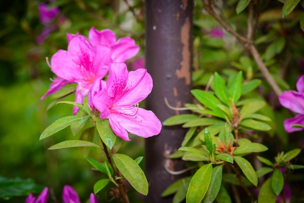 Fleurs roses d&#39;azalée