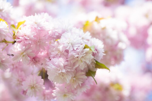 fleurs roses de beau cerisier japonais au printemps.
