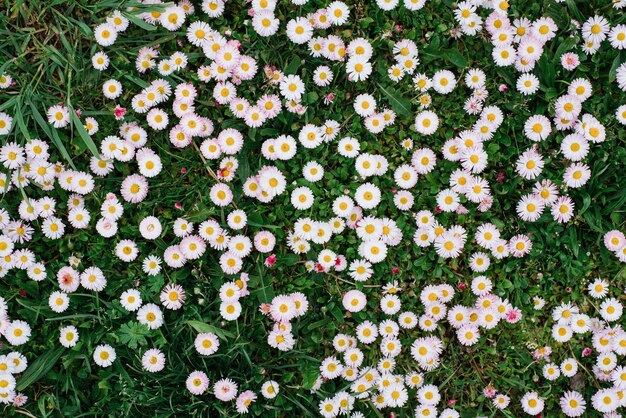 Fleurs roses de Bellis au printemps été dans le jardin