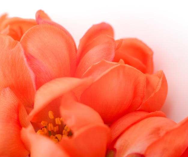 Fleurs roses sur blanc