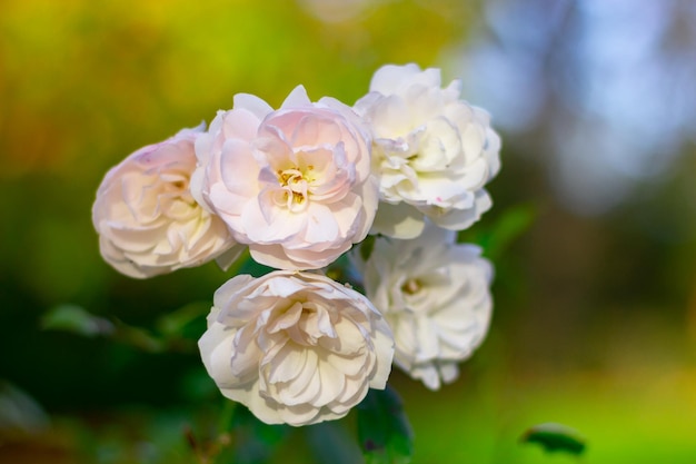 Photo fleurs roses blanches sur un buisson dans le jardin