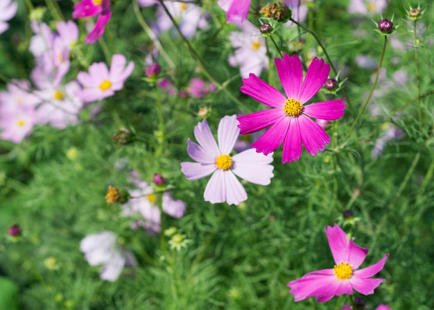 Fleurs roses et blanches de Cosmos bipinnatus