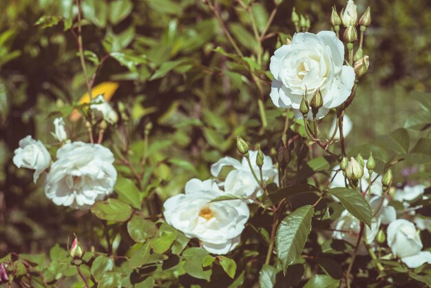 Fleurs roses blanches dans le jardin de la maison