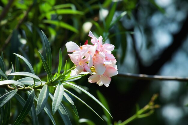 Fleurs roses et blanches avec la lumière du soleil.