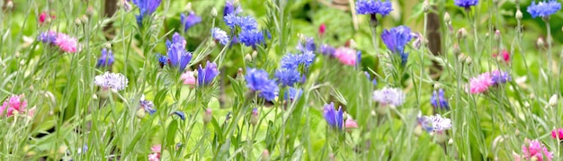 Fleurs roses et bleues fleurissant dans un jardin en vue panoramique