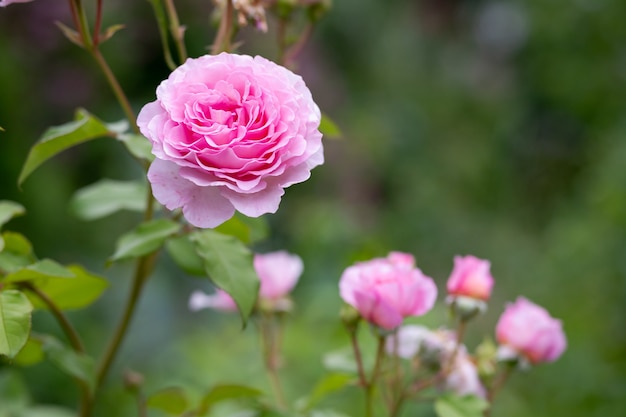 Fleurs de roses et de bourgeons sur un buisson dans le jardin