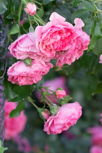 Fleurs roses et bourgeons dans le jardin. Mise au point sélective.