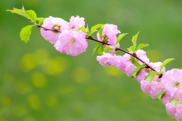 Fleurs roses sur une branche de cerisier sur fond vert clair flou macro espace de copie