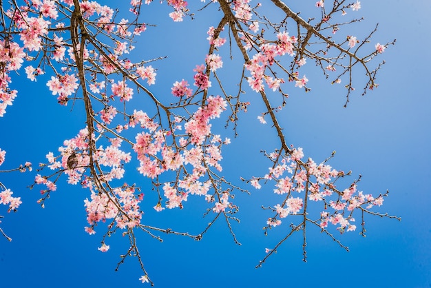 Fleurs roses sur la branche avec un ciel bleu au printemps