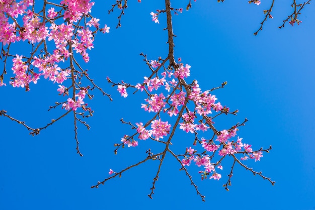 Fleurs roses sur la branche avec un ciel bleu pendant la floraison printanière