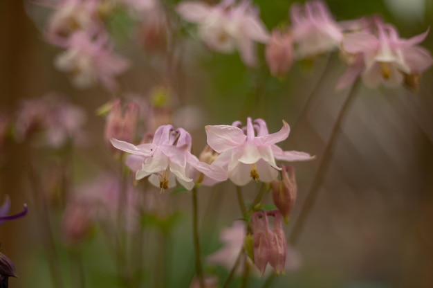 Photo fleurs roses sur un buisson dans les bois