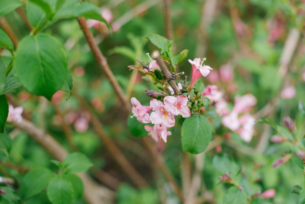 Fleurs roses Bush weigela sur les branches au printemps