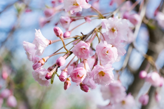 Fleurs roses de cerise japonaise close-up dans le jardin de printemps