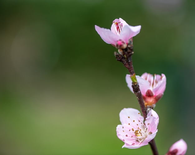Fleurs roses de cerisier Gros plan de fleurs de fleur de prunier rose