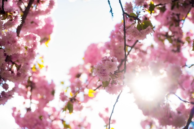 Fleurs roses de cerisier japonais en fleurs au printemps journée ensoleillée