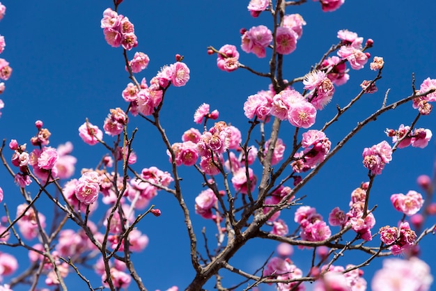 Fleurs roses de cerisier Prunier, fleur de japon