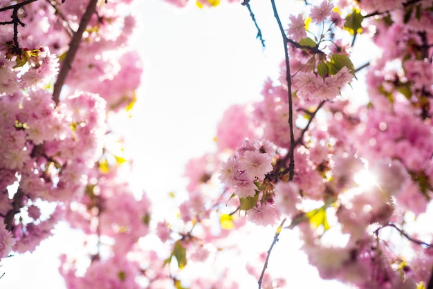 fleurs roses de cerisiers japonais en fleurs au printemps