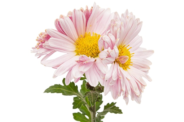 Fleurs roses de chrysanthème isolé sur fond blanc