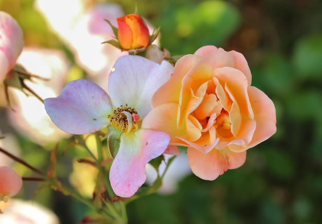 Fleurs roses colorées sur la branche dans le jardin