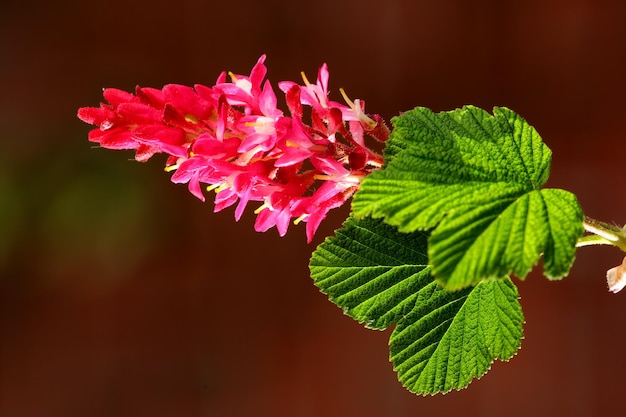 Fleurs roses colorées poussant dans un jardin Gros plan de belles ribes sanguineum ou groseilles à fleurs rouges avec des pétales brillants de l'espèce de groseille qui fleurissent et fleurissent dans la nature au printemps