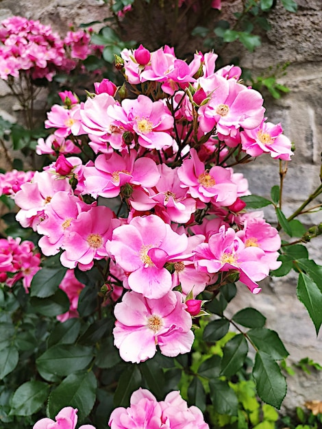 fleurs roses colorées