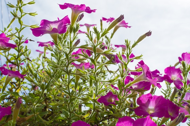 Fleurs roses contre le soleil