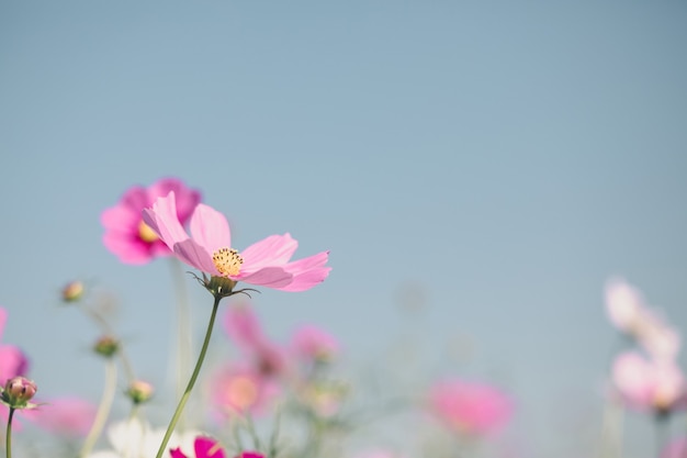 Fleurs roses cosmos bouchent