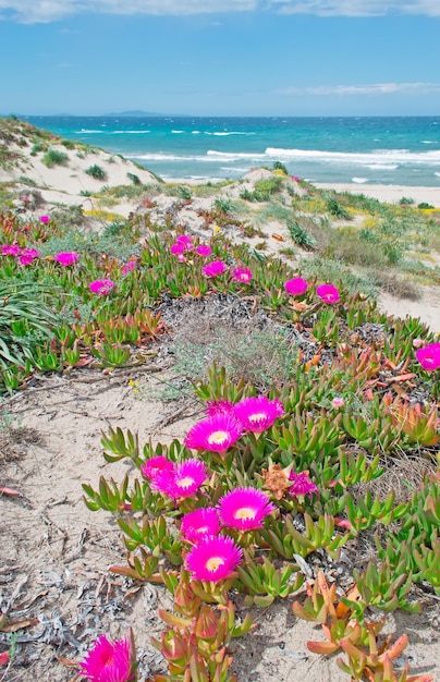 Fleurs roses sur la côte de Platamona