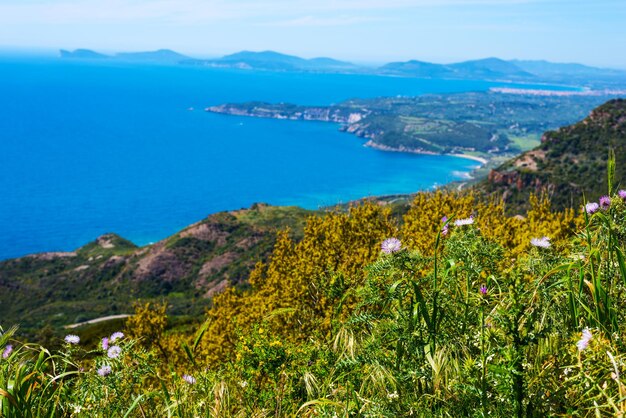 Fleurs roses sur la côte sarde Italie