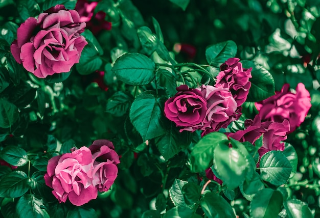 Fleurs de roses dans un beau jardin fleuri comme fond floral