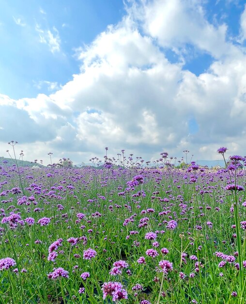 Photo des fleurs roses dans le champ