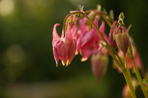 Fleurs roses dans le jardin. De belles fleurs d'ancolie fleurissent à l'extérieur au printemps