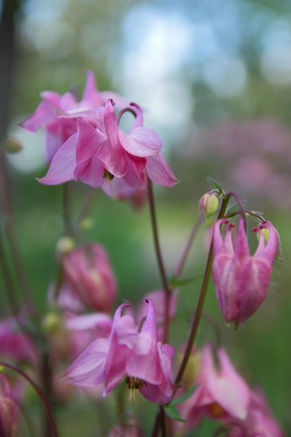 Fleurs roses dans le jardin. De belles fleurs d'ancolie fleurissent à l'extérieur au printemps