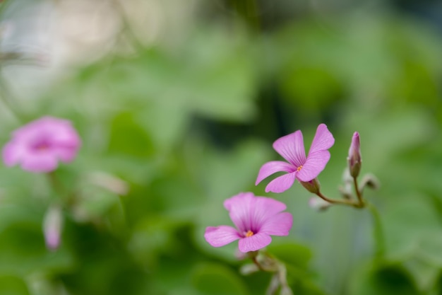 Fleurs roses dans le jardin avec des feuilles vertes