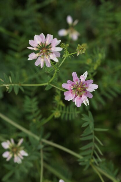 fleurs roses dans le jardin sur fond vert avec espace de copie