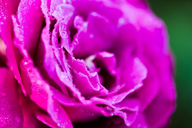 Fleurs de roses dans le jardin urbain.