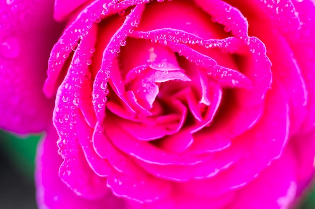 Fleurs de roses dans le jardin urbain.