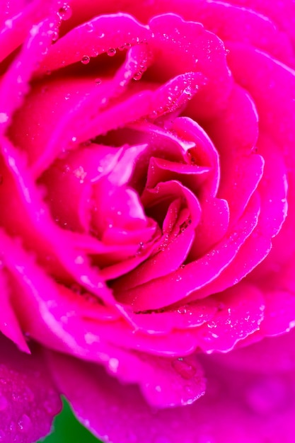 Fleurs de roses dans le jardin urbain.