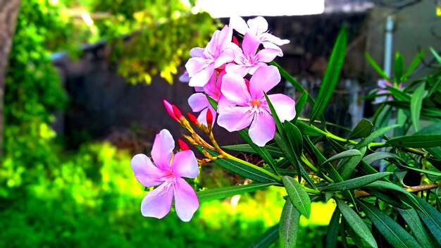 des fleurs roses dans le jardin