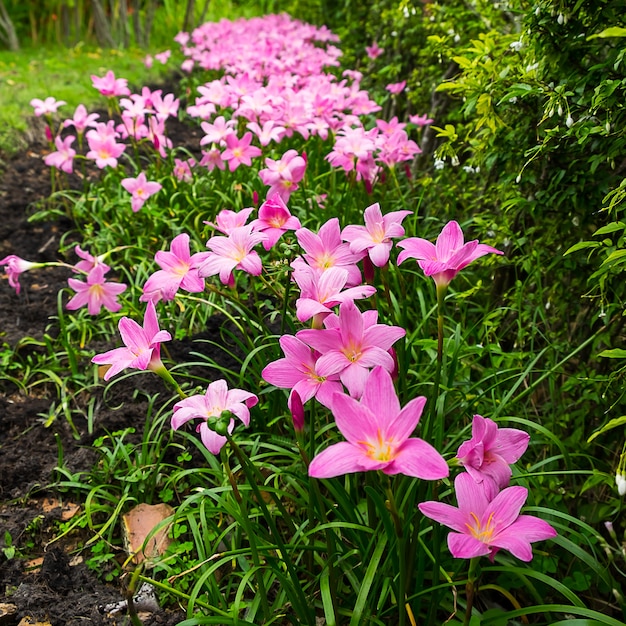 fleurs roses dans le jardin