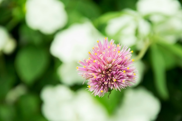 Fleurs roses dans le jardin