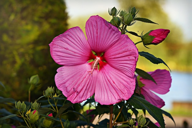 Fleurs roses dans le jardin