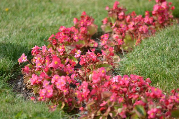 Fleurs roses dans le jardin