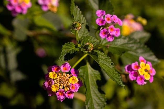 Fleurs roses dans la nature