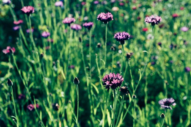 fleurs roses dans la nature