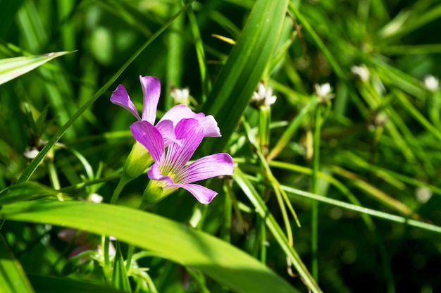 fleurs roses dans la nature